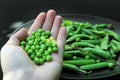 Fresh green peas in a hand on a dark background. Fresh food from the garden. Plant food Royalty Free Stock Photo