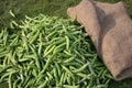 Fresh green peas. The pea is most commonly the small spherical seed or the seed-pod. Pisum sativum. Botanically,pea pods are fruit Royalty Free Stock Photo