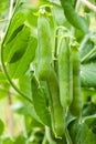 Fresh green peas on a plant in the garden Royalty Free Stock Photo