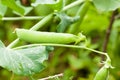 Fresh green peas on a plant in the garden Royalty Free Stock Photo