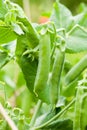Fresh green peas on a plant in the garden. Royalty Free Stock Photo