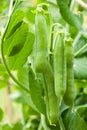 Fresh green peas on a plant in the garden Royalty Free Stock Photo