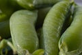 Fresh green peas on a plate ready to peel and eat