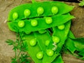 Fresh green peas on wood background. peas, pods and leaves set. Healthy food. Macro shooting.