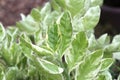 Pedilanthus tithymaloides plaint in nature garden