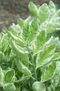 Pedilanthus tithymaloides plaint in nature garden