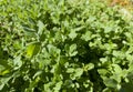 Fresh green pennyroyal or mentha pulegium