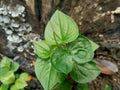 Fresh green Peperomia Pellucida plant on nature background