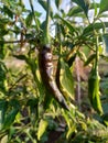 Fresh Green Pepper in a Garden