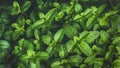 Fresh green pepper mint leaves texture, background or wallpaper