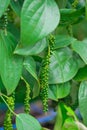 Fresh green pepper.Piper nigrum Linn Royalty Free Stock Photo