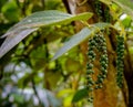 Fresh green pepper Piper Nigrum on the tree Royalty Free Stock Photo
