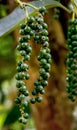 Fresh green pepper Piper Nigrum on the tree Royalty Free Stock Photo