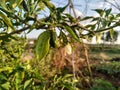 Fresh Green Peppers with Flower in a Garden