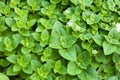 Fresh green peppermint herb is also used medicinally as an herbal tea Royalty Free Stock Photo