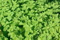 Fresh green peppermint leaves Royalty Free Stock Photo