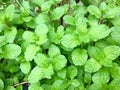 Fresh green peppermint leaves Royalty Free Stock Photo
