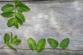 Fresh green peppermint leaves on a old wood with copy space