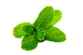 Fresh and green peppermint, spearmint leaves isolated on the white background. close up mint Royalty Free Stock Photo