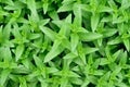 Fresh Green Peppermint & x28;Mentha Piperita or Mentha Balsamea Willd& x29; leaves background