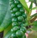 Fresh Green peppers in plant Royalty Free Stock Photo