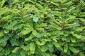 Green phyllanthus pulcher plant in nature garden