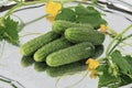 Fresh green pickling cucumbers with steems and flowers on metal tray with folk ornament Royalty Free Stock Photo