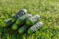 Fresh, green, pimply, small cucumbers on the grass Royalty Free Stock Photo