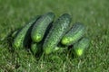 Fresh, green, pimply, small cucumbers on the grass Royalty Free Stock Photo