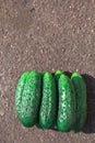 Fresh, green, pimply, small cucumbers on the gray concrete floor Royalty Free Stock Photo