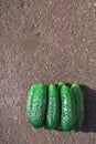 Fresh, green, pimply, small cucumbers on the gray concrete floor Royalty Free Stock Photo