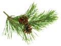 Fresh green pine branch with cones isolated on white background. Nature details. Beauty in nature. Pine cones.Copy space Royalty Free Stock Photo