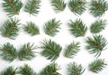 Fresh green pine branches on white Royalty Free Stock Photo