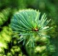 Fresh green pine tree branch macro photo. Natural beauty, wallpaper with details Royalty Free Stock Photo