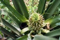Fresh green pineapple fruit growing up Royalty Free Stock Photo