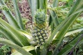 Fresh green pineapple fruit growing up Royalty Free Stock Photo