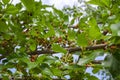 Fresh green and pink organic mulberry fruits Morus nigra