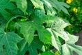 Fresh green pinnately venation pattern of tropical plant leaf  with water of rain droplets, blurry yellow petals of flowering Royalty Free Stock Photo