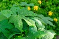 Fresh green pinnately venation pattern of tropical plant leaf  with water of rain droplets, blurry yellow petals of flowering Royalty Free Stock Photo