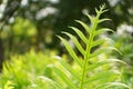 Fresh green pinnatisect shape leaf of the Wart fern of Hawii commonly called monarch fern or musk fern, ground cover plant in Royalty Free Stock Photo