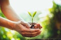 Fresh Green Plant Growing,Tree Growth Steps In nature And beautiful morning lighting Royalty Free Stock Photo