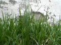Green fresh grass against a gray white wall Royalty Free Stock Photo