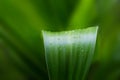 Fresh green plant leaf tropical nature after the rain, soft focus