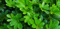 Fresh green plant or leaves wet rain water after raining day in the garden for background Royalty Free Stock Photo