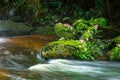 fresh green plant and pink flower on rock in middle Mun Dang Waterfall rain season in Thailand