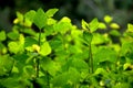 The first fragile sprouts backlit by the sun