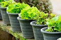 Fresh green plants in pots