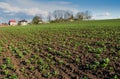 green plants soy on the field in spring, village panorama, selective focus