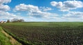 green plants soy on the field in spring, village panorama, selective focus