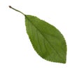 Fresh green  Plum  leaf  isolated on white background Royalty Free Stock Photo